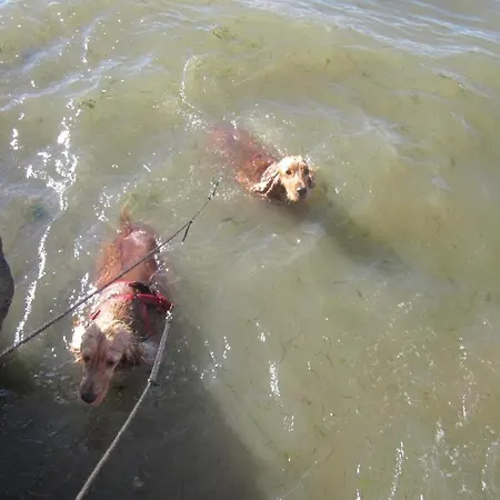 Ronce, Mer A 1Mn, Maison 90M2, Saison Du Mimosas ! * 론세레뱅