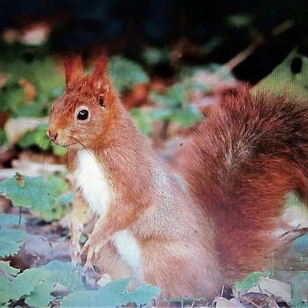 Ronce, Mer A 1Mn, Maison 90M2, Saison Du Mimosas ! *