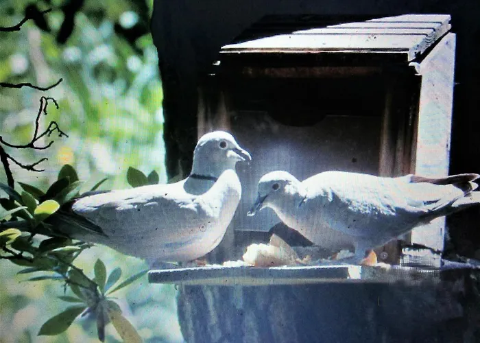 RONCE, mer à 1mn, en XXL,déplacement pro !