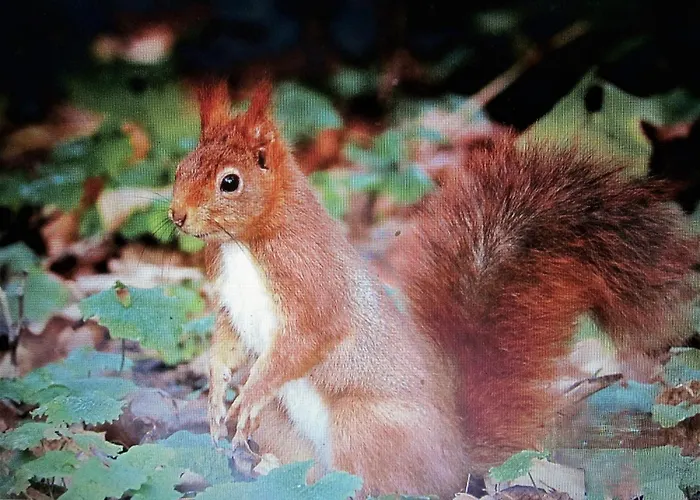 RONCE, mer à 1mn, en XXL,déplacement pro ! *