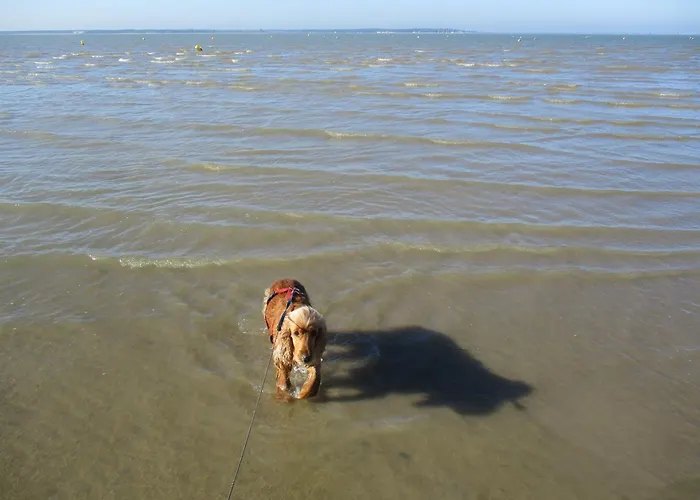 Сasa de vacaciones RONCE, mer à 1mn, en XXL,déplacement pro !